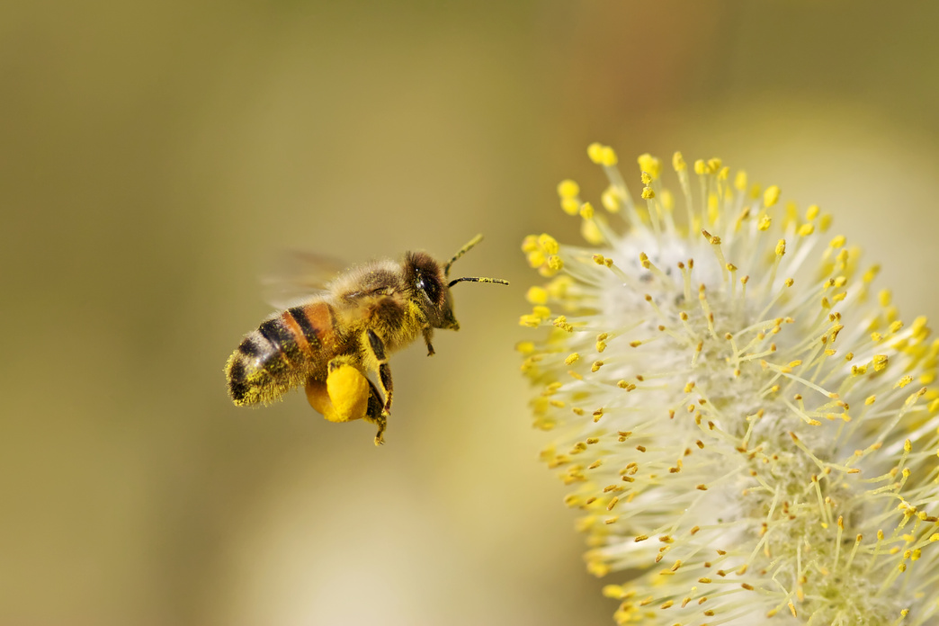 Bee Collecting pollen